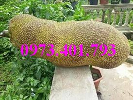 Cây giống mít trái dài